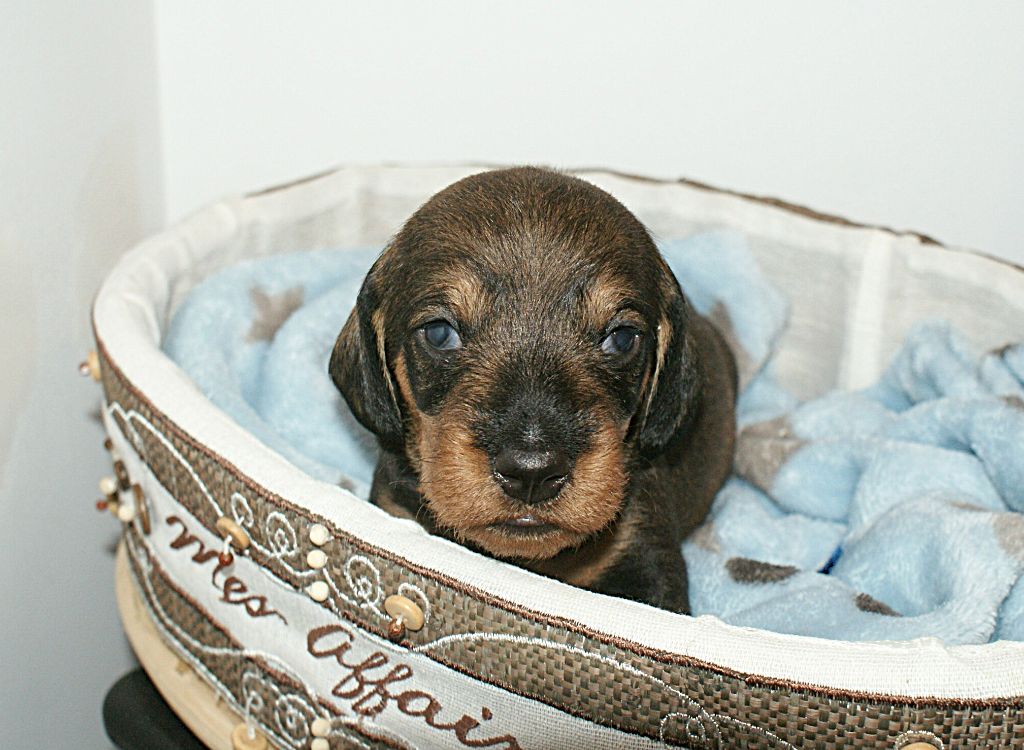 Oun Bass - Chiots disponibles - Teckel poil dur