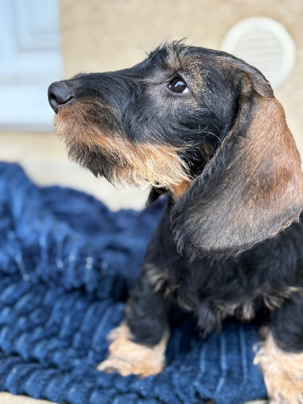 Oun Bass - Chiots disponibles - Teckel poil dur