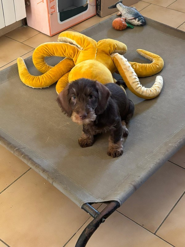 Oun Bass - Chiots disponibles - Teckel poil dur