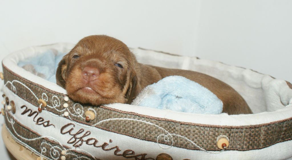 Oun Bass - Chiots disponibles - Teckel poil dur