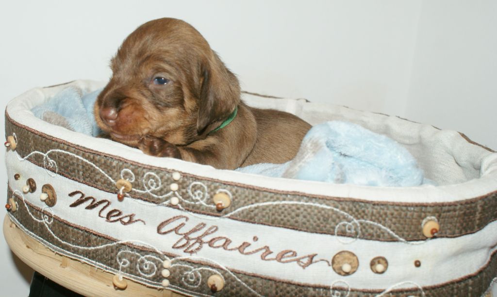 Oun Bass - Chiots disponibles - Teckel poil dur