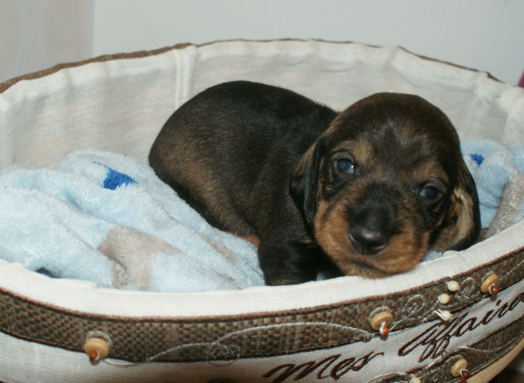 Oun Bass - Chiots disponibles - Teckel poil dur