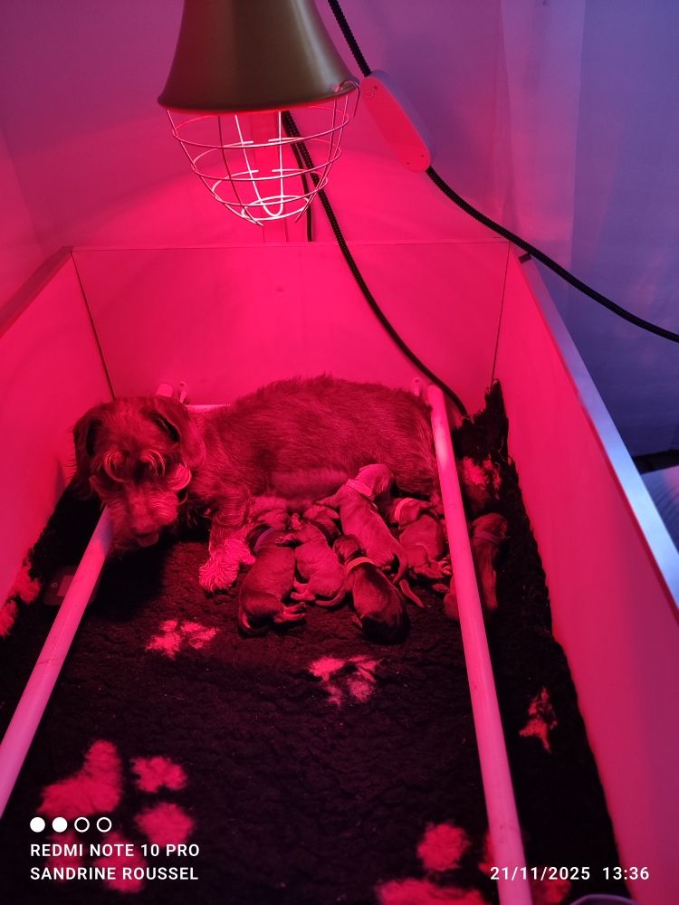 Chiot Teckel poil dur Oun Bass